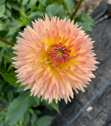 Lakeview Peachfuzz | Flourish Plant Company